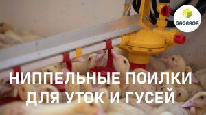 Поилки для уток и гусей | Оборудование SAGRADA