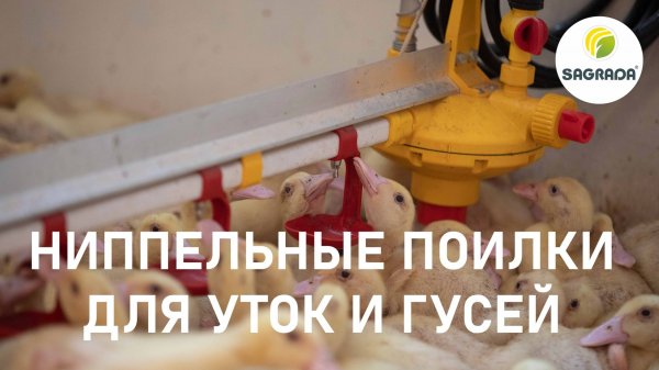 Поилки для уток и гусей | Оборудование SAGRADA