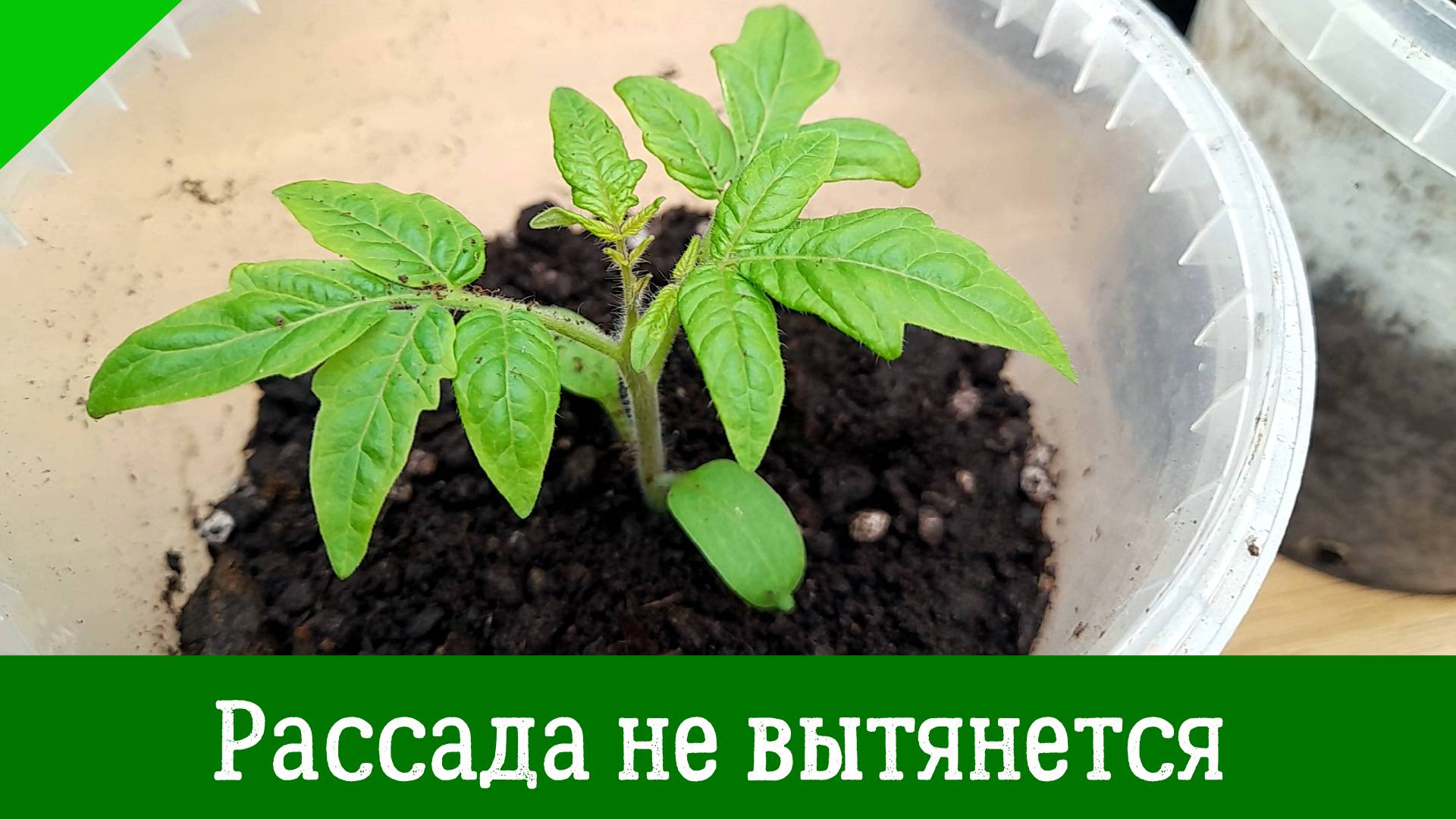 Что делать, чтобы рассада томатов не вытягивалась? Как получить крепкую и хорошую рассаду помидоров смотреть онлайн