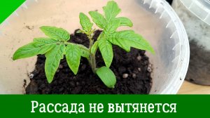 Что делать, чтобы рассада томатов не вытягивалась? Как получить крепкую и хорошую рассаду помидоров