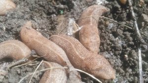 Слизень — общеупотребительное название ряда наземных брюхоногих моллюсков,