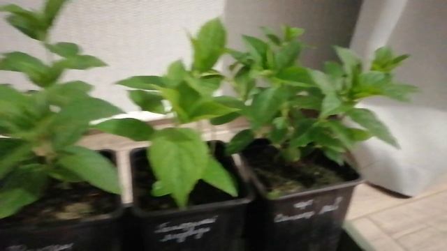 Гартензия начало. Часть первая.