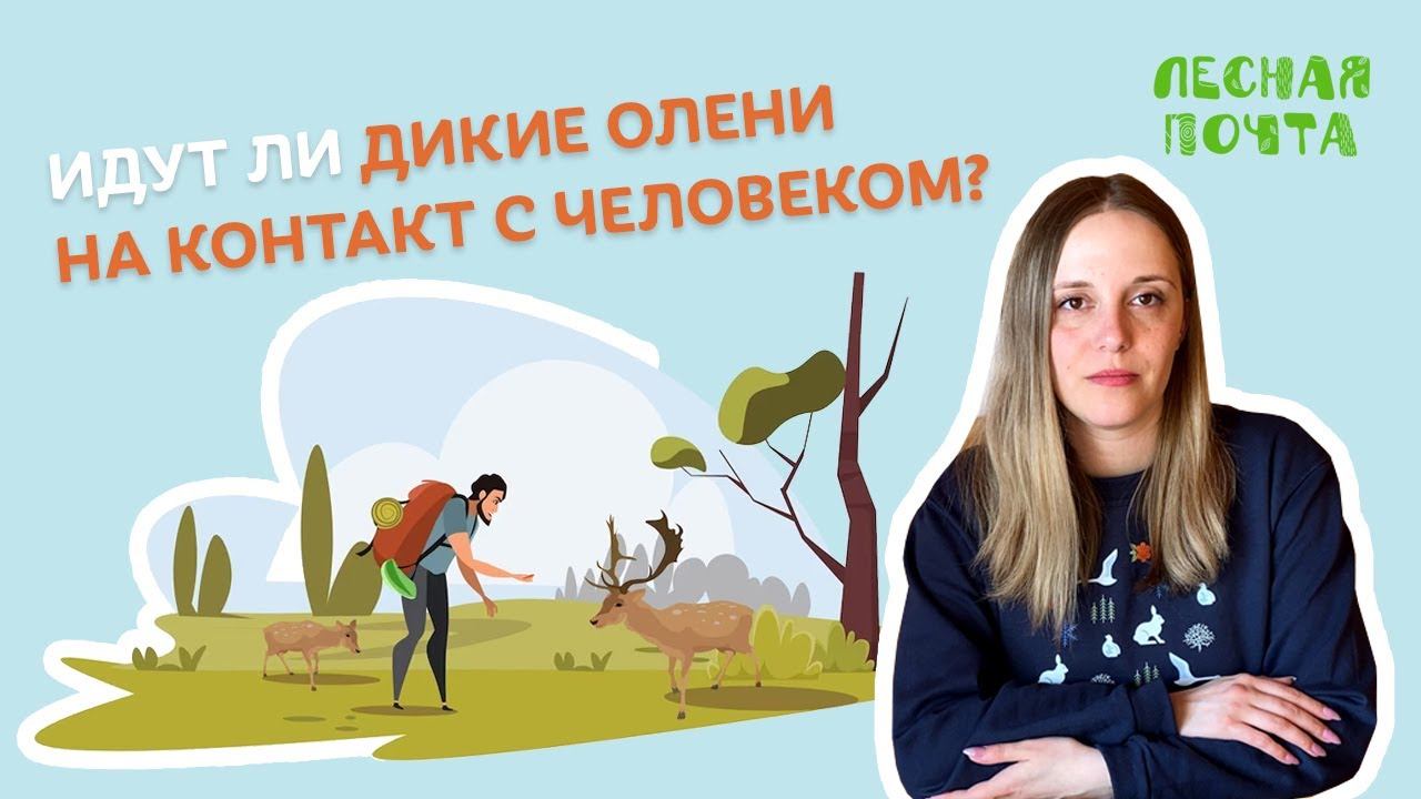 Идут ли на контакт с человеком дикие олени заповедника? Лесная почта Лапландского заповедника смотреть онлайн