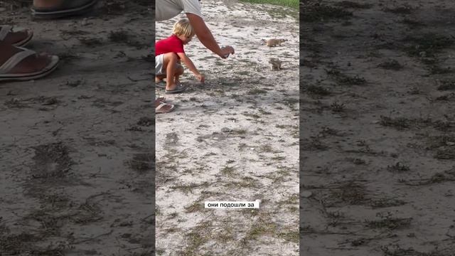 США на RV: США южная Дакота суслики везде смотреть онлайн