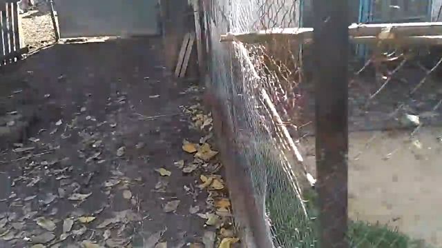 Голубятня Дениса Кушнира Смолино смотреть онлайн