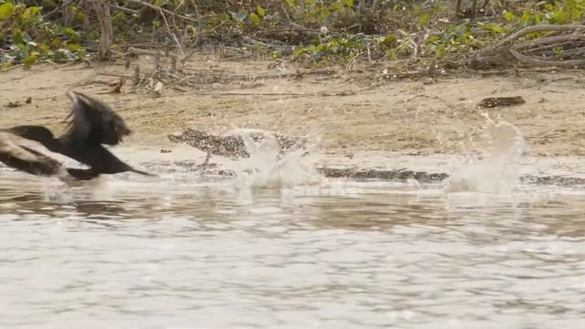 Flora y Fauna del Pantanal смотреть онлайн
