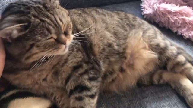 Муся сладкая Кошка смотреть онлайн