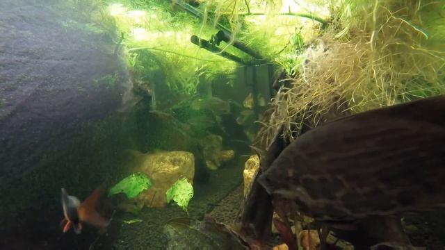 Tank Cam: ft. Ctenopoma, Synodontis, and Snakeskin Gourami смотреть онлайн