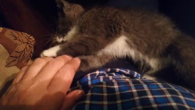 Ася , мой котенок, подкидыш.друзья, мне подкинули котенка, смотреть онлайн