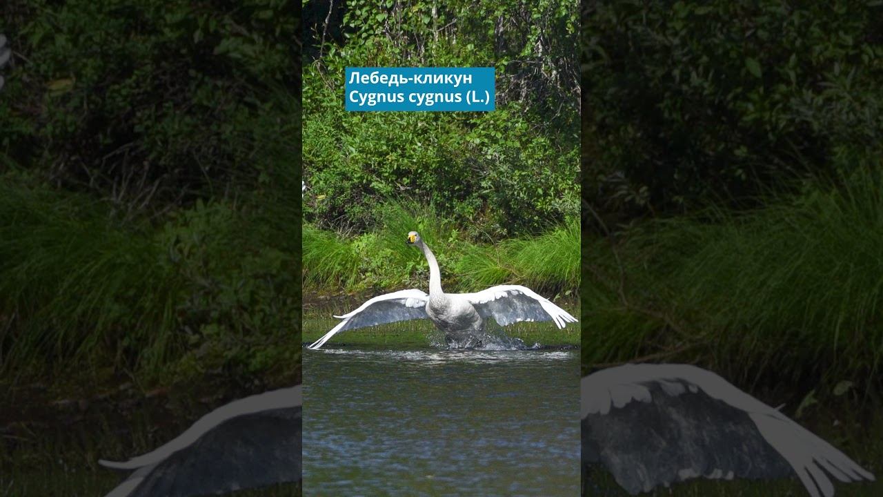 Лебедь-кликун. Голоса птиц. Птицы Лапландии смотреть онлайн