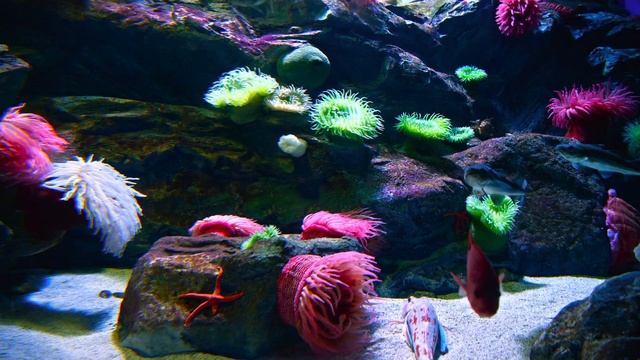 Best 4K HDR Aquarium - Perfect for relax Screensaver - Sequence 8 [1 Hour] смотреть онлайн