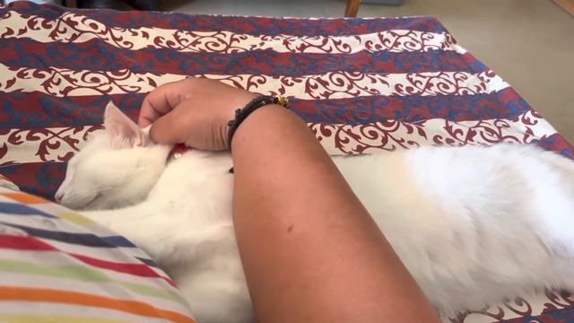 1908/22 🇬🇷🟣 после длительного плавания в море, отдыхаю с Юки🟣Олимпиада-Халкидики-Греция смотреть онлайн