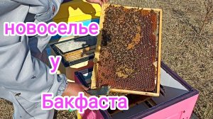 Семья пчёл Бакфаст переезжает в новый улей. Пчеловодство!