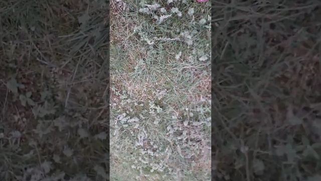 Шафран смотреть онлайн