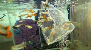 Поработал с Гуппи. ТАКОГО выводка еще не было. Будни Аквариумиста.