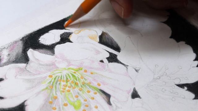 How to Draw Cherry Blossom - Sakura - with Colored Pencils смотреть онлайн