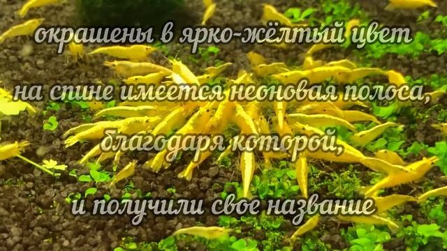Неокаридина ЖЁЛТЫЙ НЕОН Neocaridina davidi YELLOW NEON смотреть онлайн
