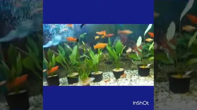 Мои аквариумные рыбки