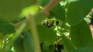 Жимолость Голубой банан  Вкусный и ранний  26.05.24