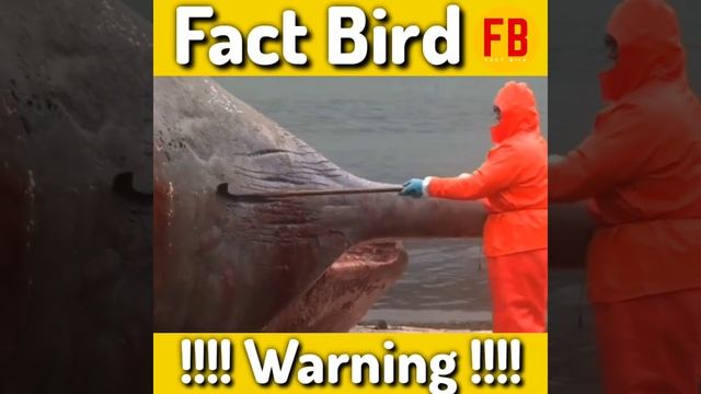 क्या आपने Blue whale 🐋 को फटते हुए देखा है?🤔🔥🧐|Fact in Hindi смотреть онлайн