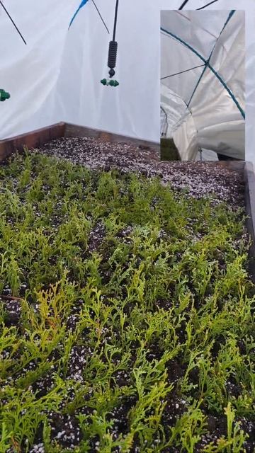 Туя Смарагд голд и Хозери поставил на черенок💪 смотреть онлайн