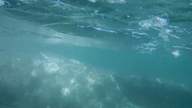 Baja Grey Whales смотреть онлайн