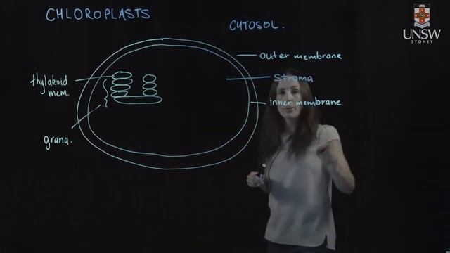 Chloroplasts смотреть онлайн