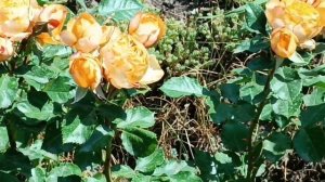 Великолепные розы Восточный Экспресс, Френези, Аква и маленькие миленькие спреечки