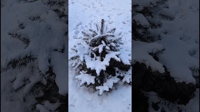 Доброе утро.9 апреля, зима не сдается. смотреть онлайн