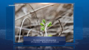 Иларион - выверни оглобли. Календарь Губернии от 10 апреля