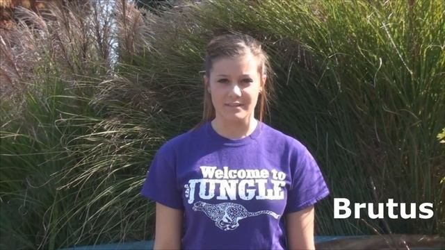 Caesar Project - Survivor: Rome смотреть онлайн