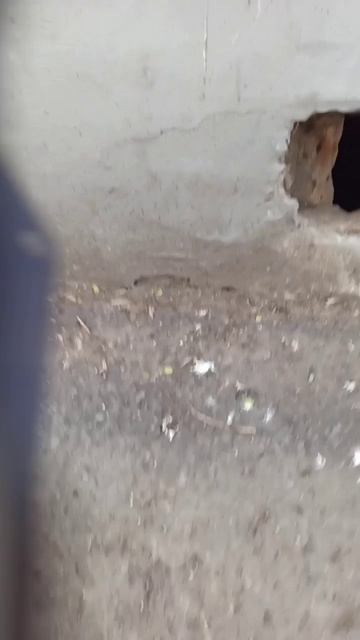 маркиз