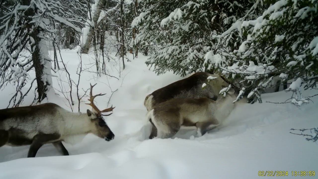 Северные олени. Важенки и телята. Фотоловушка Лапландского заповедника смотреть онлайн