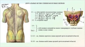Анатомия задних (дорзальных) ветвей спинномозговых нервов
