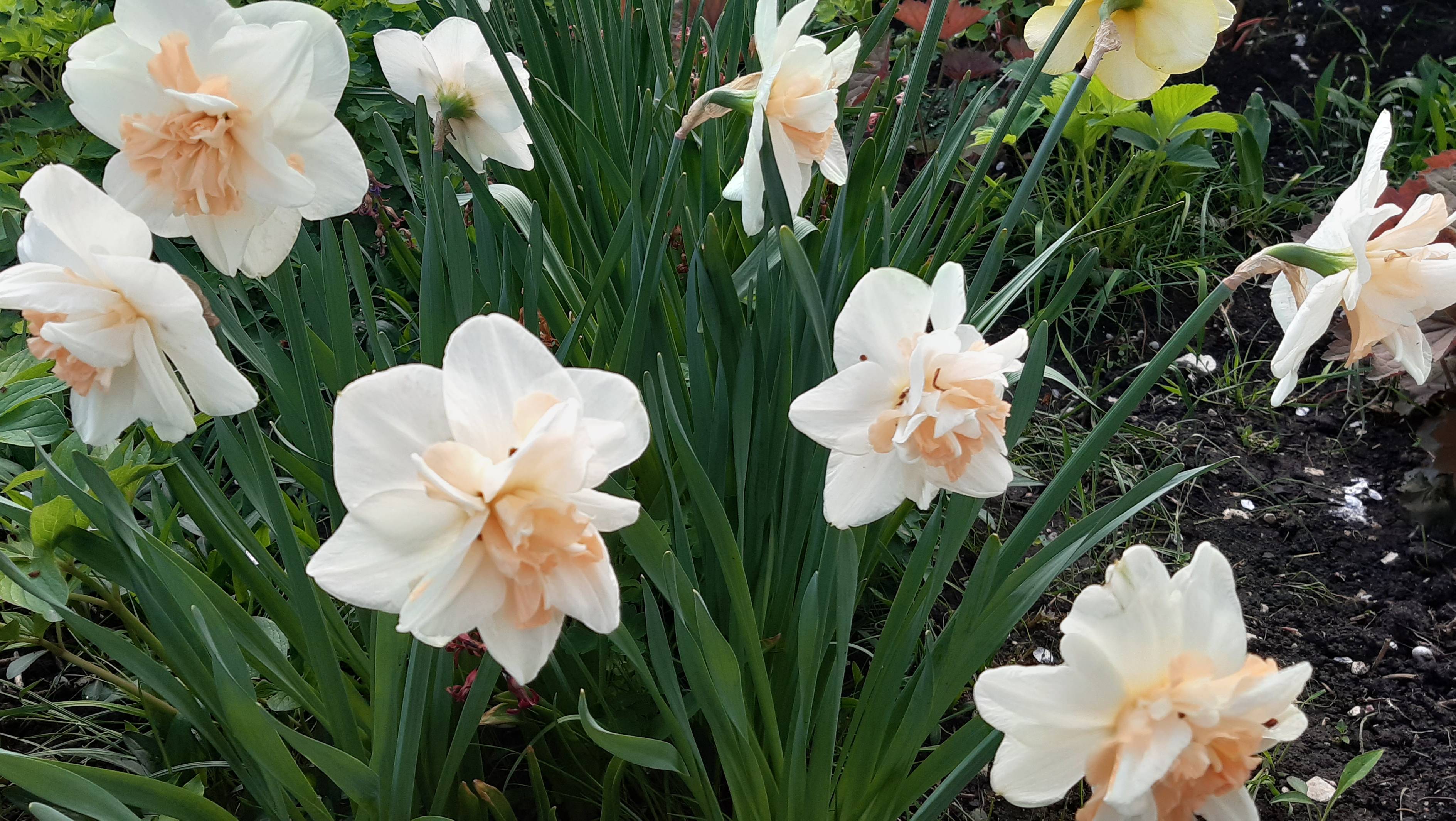 Прогулка по саду 7 апреля смотреть онлайн