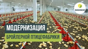 Модернизация бройлерной птицефабрики | Проект SAGRADA