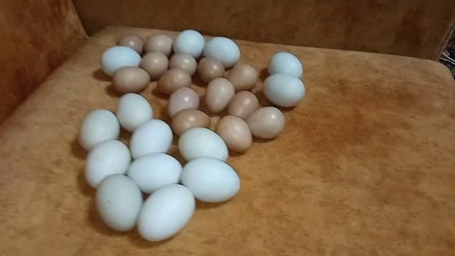 Результаты овоскопирования утиных и цесариных яиц смотреть онлайн