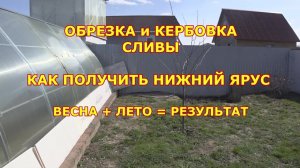 ОБРЕЗКА и КЕРБОВКА  СЛИВЫ. Весна + лето = результат