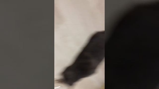 Классно наиграться но когда я ушла он так игрался ладно смотреть онлайн
