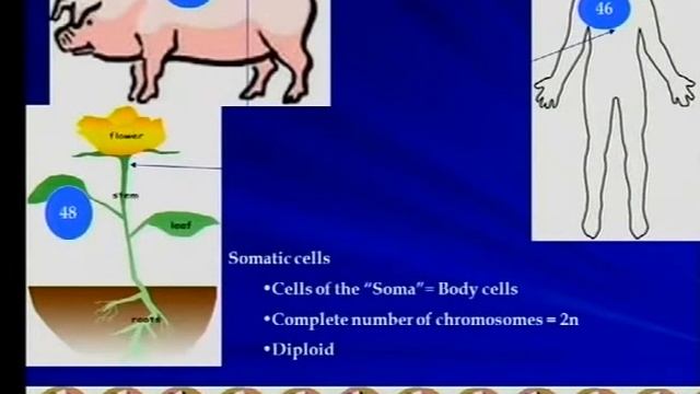 Matric Revision: Life Sciences: Meiosis (1/19): importance смотреть онлайн