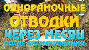 Однорамочные отводки через месяц после формирования.