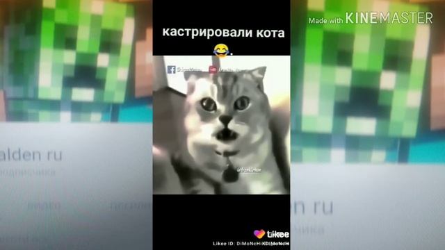 Кост..... Кота жалко смотреть онлайн