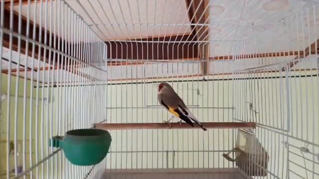 овози Саба Ffermer Tj