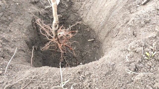 Посадка яблони смотреть онлайн