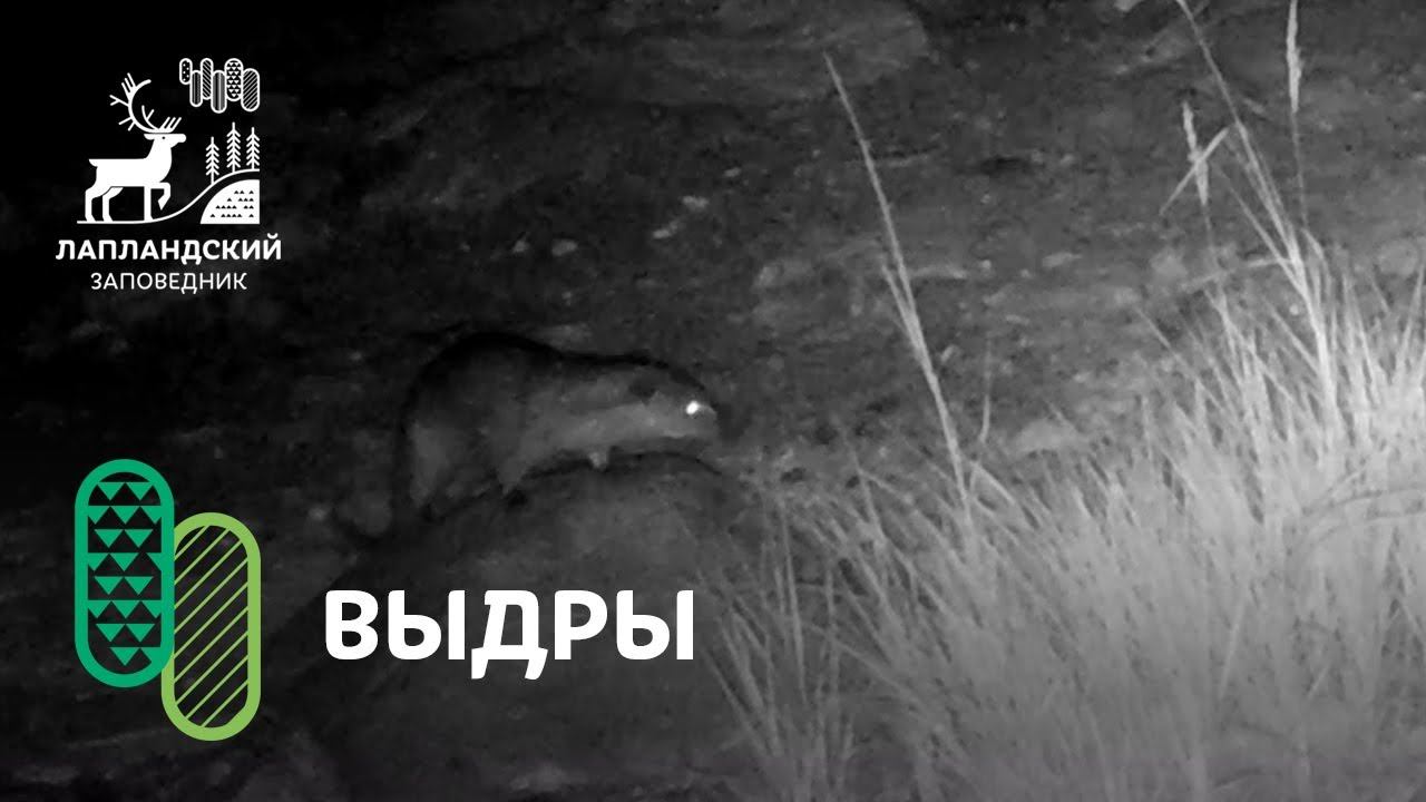 Выдры. Фотоловушка Лапландского заповедника смотреть онлайн