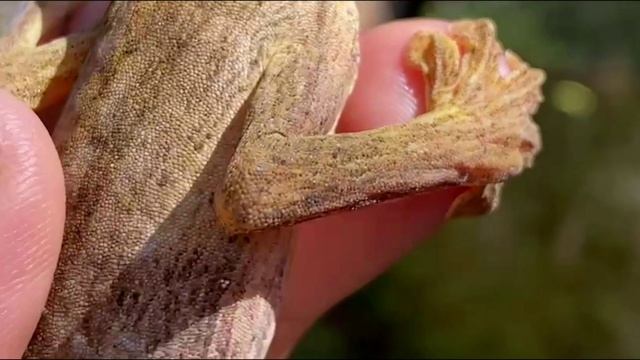 МАДАГАСКАР, 2024. Фу, блин! Как она их в руки-то берёт?! Тесные контакты на Мадагаскаре.12 СЕРИЯ смотреть онлайн