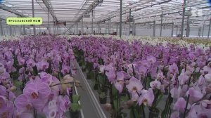 В Ярославской области запустили первое в России производство орхидей