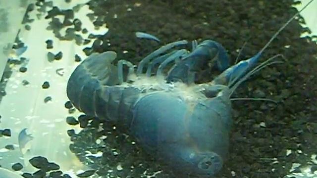 Cherax destructor molt смотреть онлайн