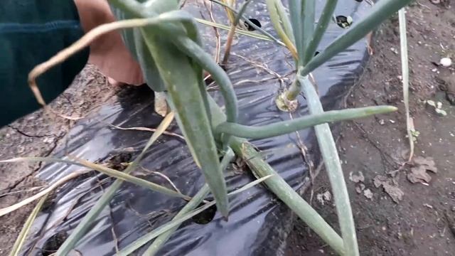 Выращивание луковичных под плёнкой смотреть онлайн