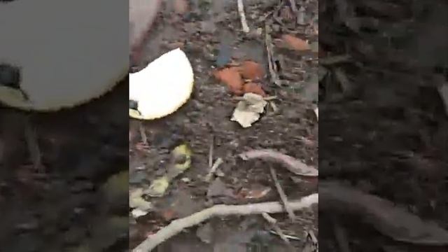 Disputa das formigas na Mata do Seró смотреть онлайн